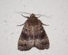Amphipyra sp.